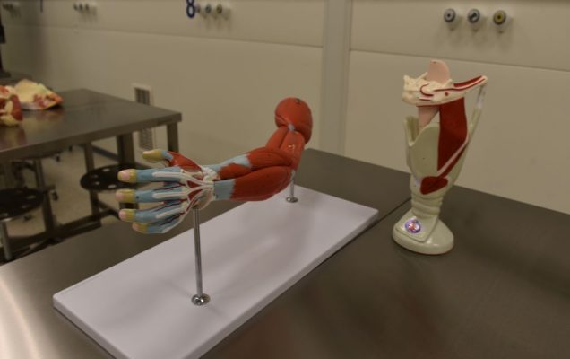 Uroczyste otwarcie Pracowni Anatomii w Wojskowym Instytucie Medycznym. Model ludzkiego ramienia służący do nauki w nowej pracowni anatomii.