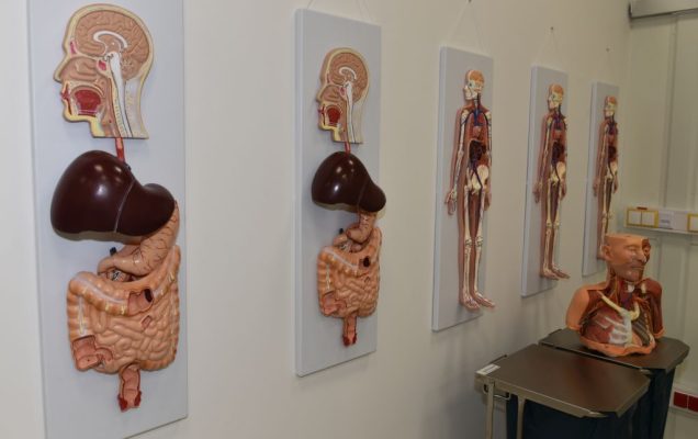 Uroczyste otwarcie Pracowni Anatomii w Wojskowym Instytucie Medycznym. Modele układu ludzkich organów zawieszone na ścianie nowej pracowni anatomii.
