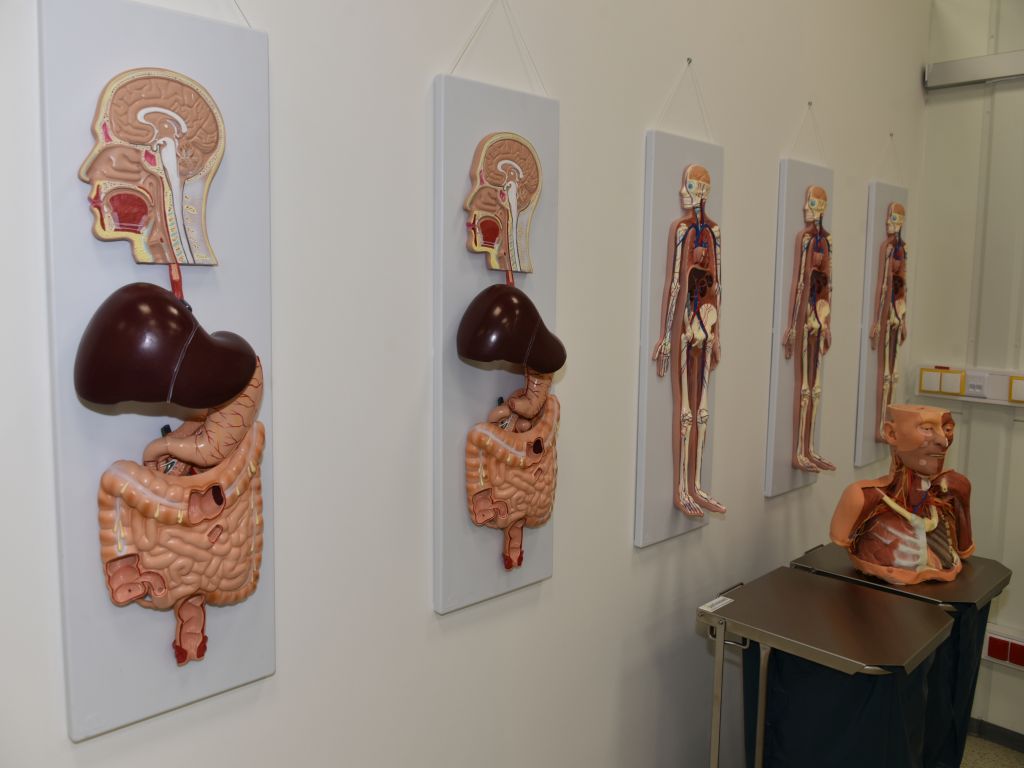 Uroczyste otwarcie Pracowni Anatomii w Wojskowym Instytucie Medycznym. Modele układu ludzkich organów zawieszone na ścianie nowej pracowni anatomii.